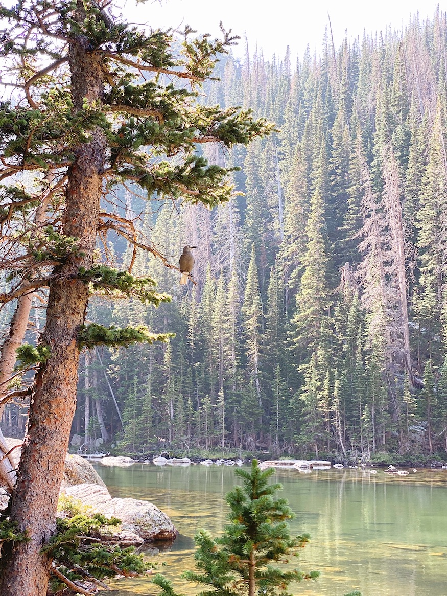 How To Spend One Day In Rocky Mountain National Park In The Summer